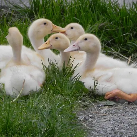 Bauernhof Fuchsmoos Apartamento *