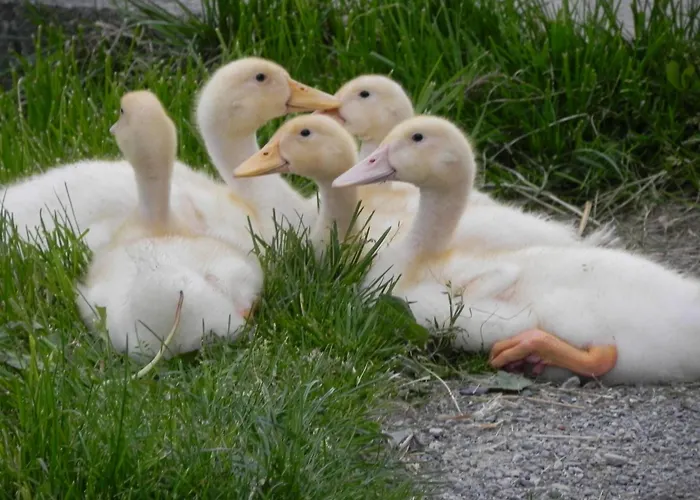 Bauernhof Fuchsmoos Appartamento *